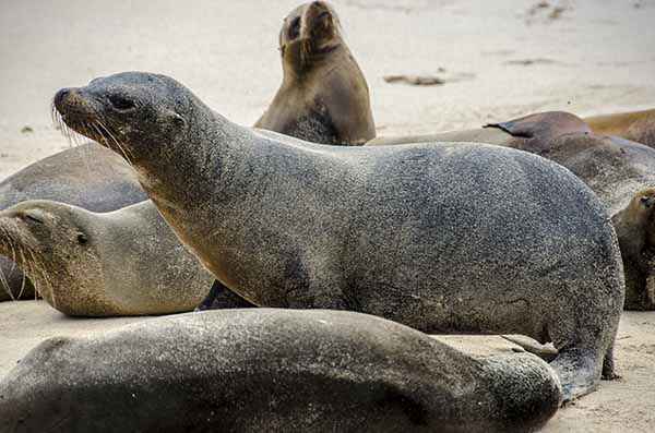 Lobo Marino - isla Santa Fé - islas Galápagos - Ecuador 10.jpg
